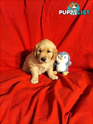 100% Purebred gold retriever