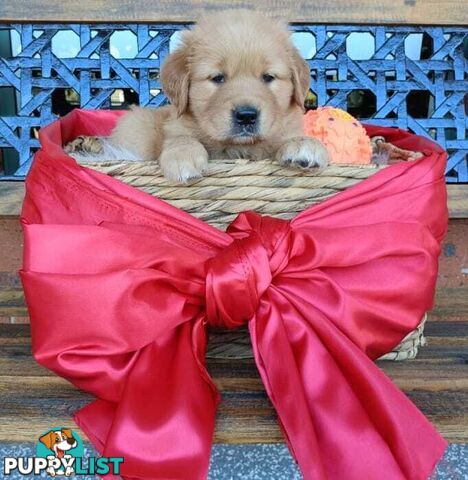 100% Purebred gold retriever