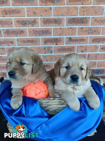 100% Purebred gold retriever
