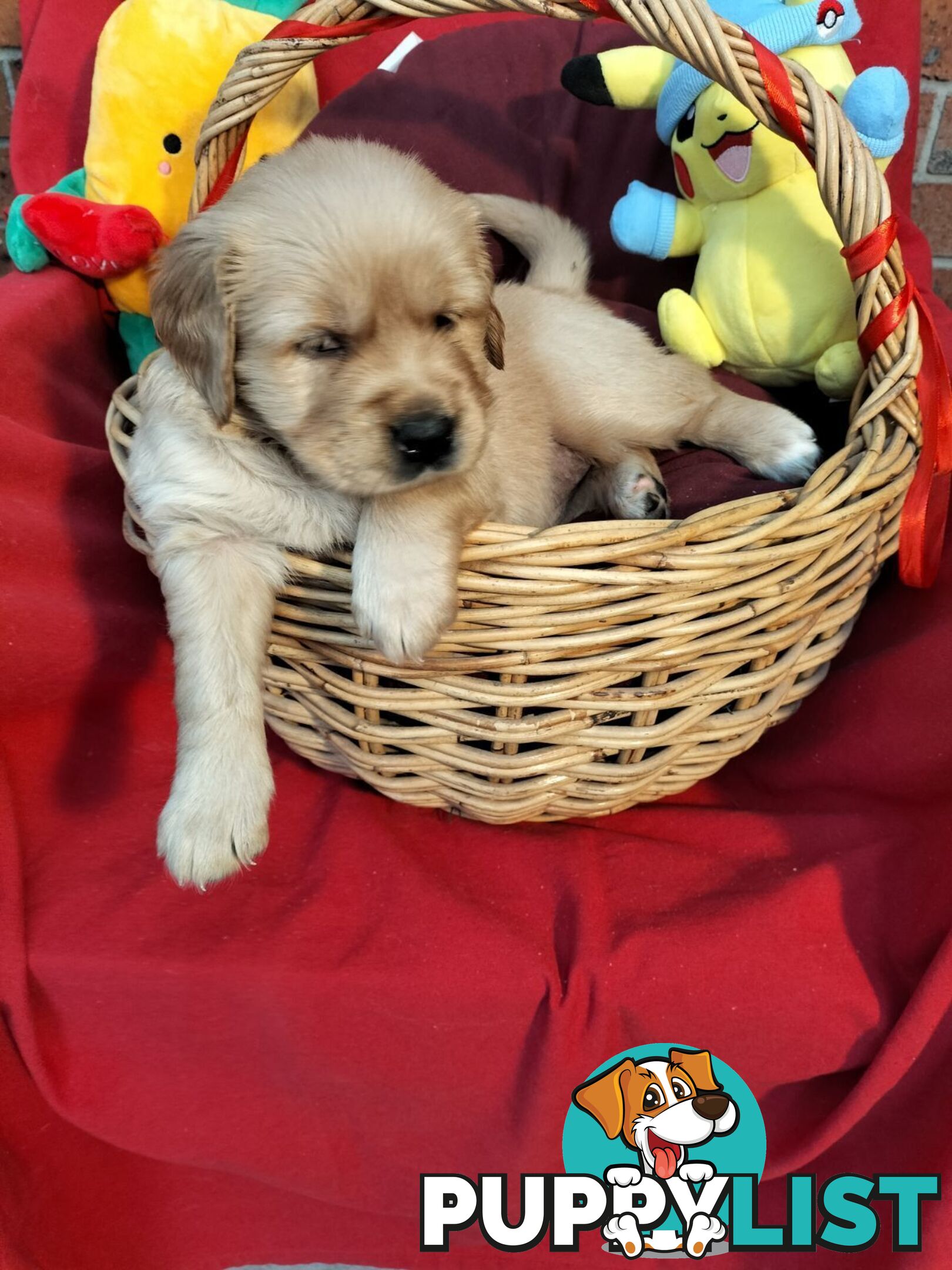 100% Purebred gold retriever