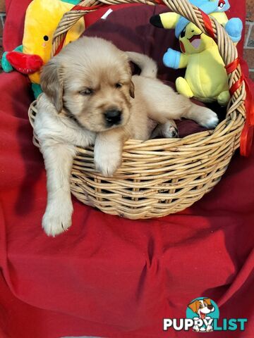 100% Purebred gold retriever