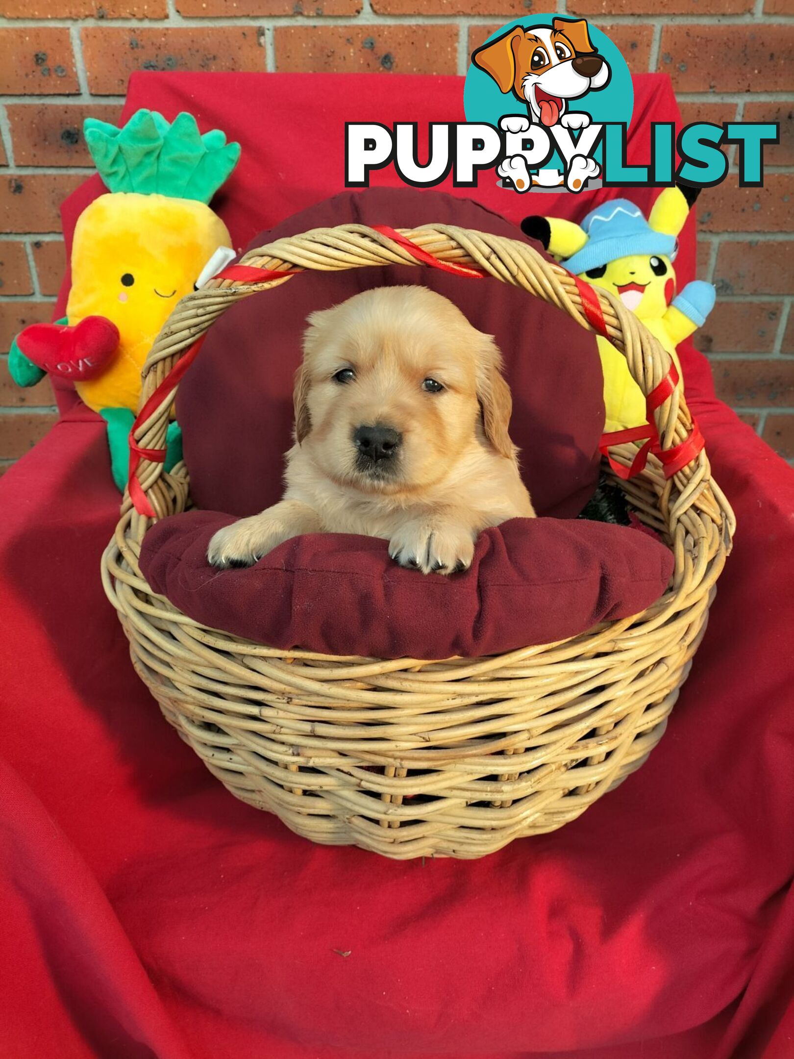 100% Purebred gold retriever