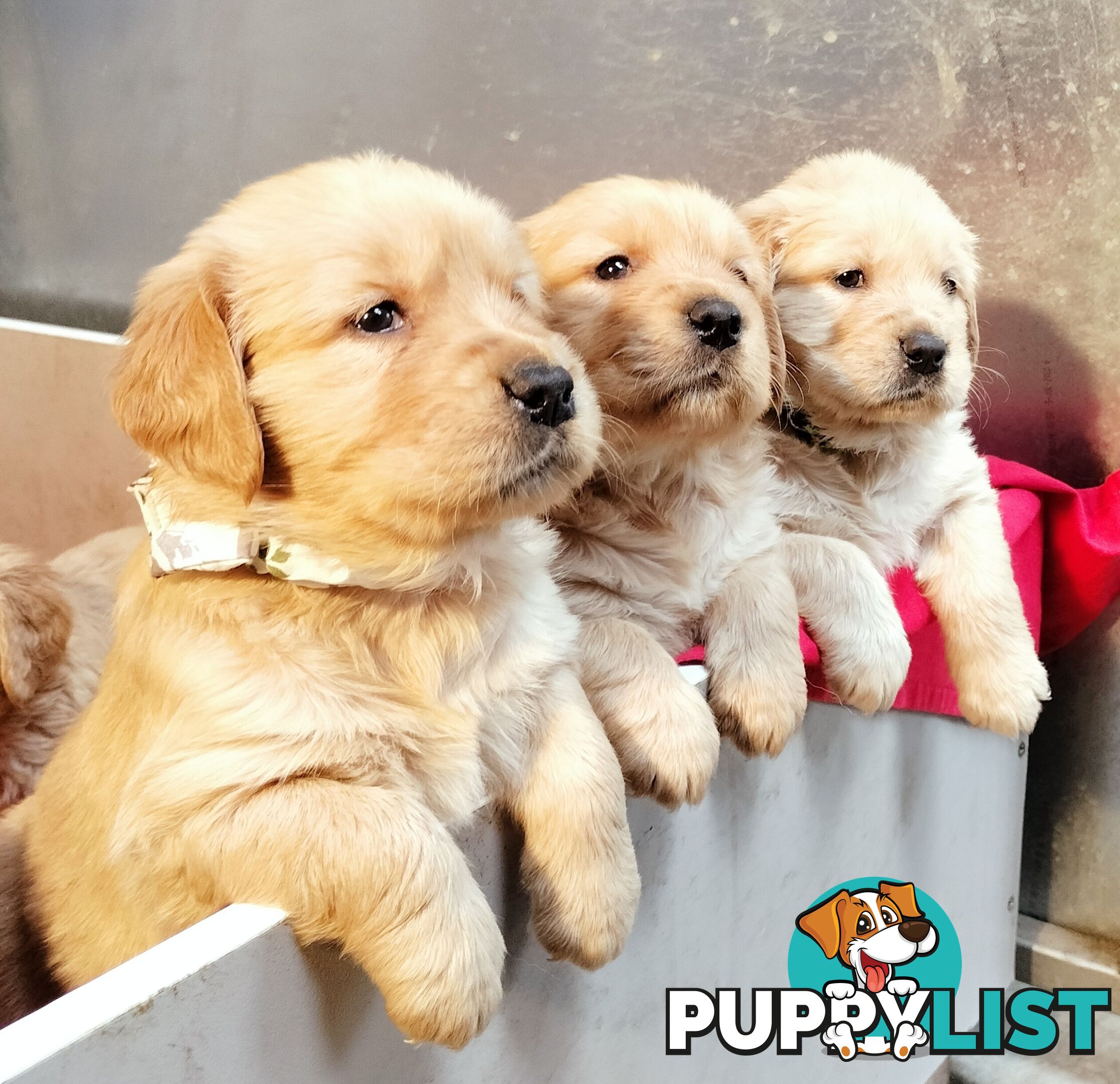 100% Purebred gold retriever