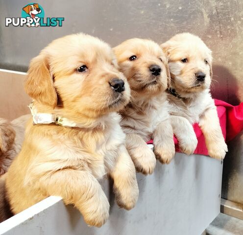 100% Purebred gold retriever