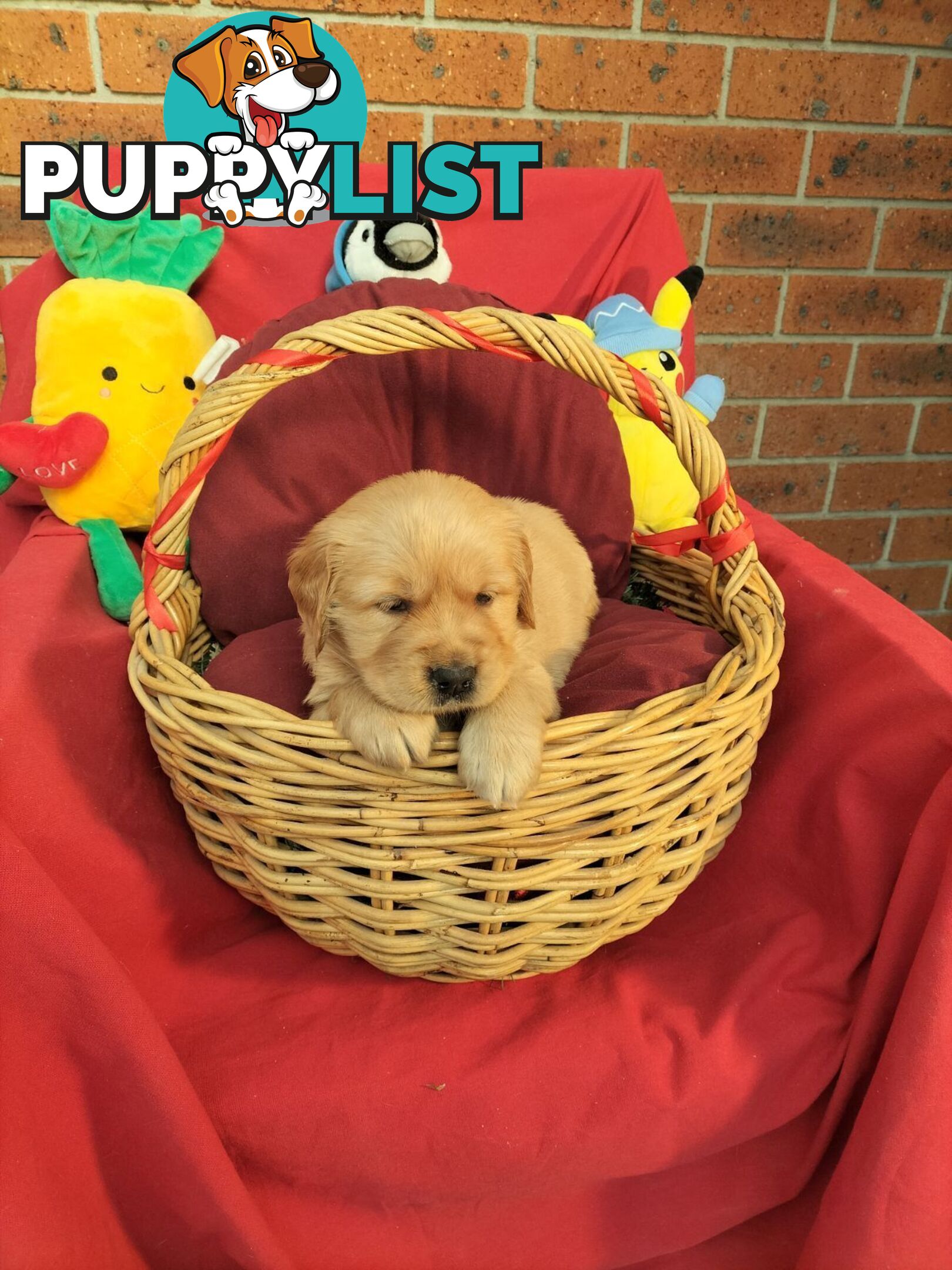 100% Purebred gold retriever