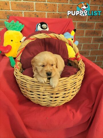 100% Purebred gold retriever