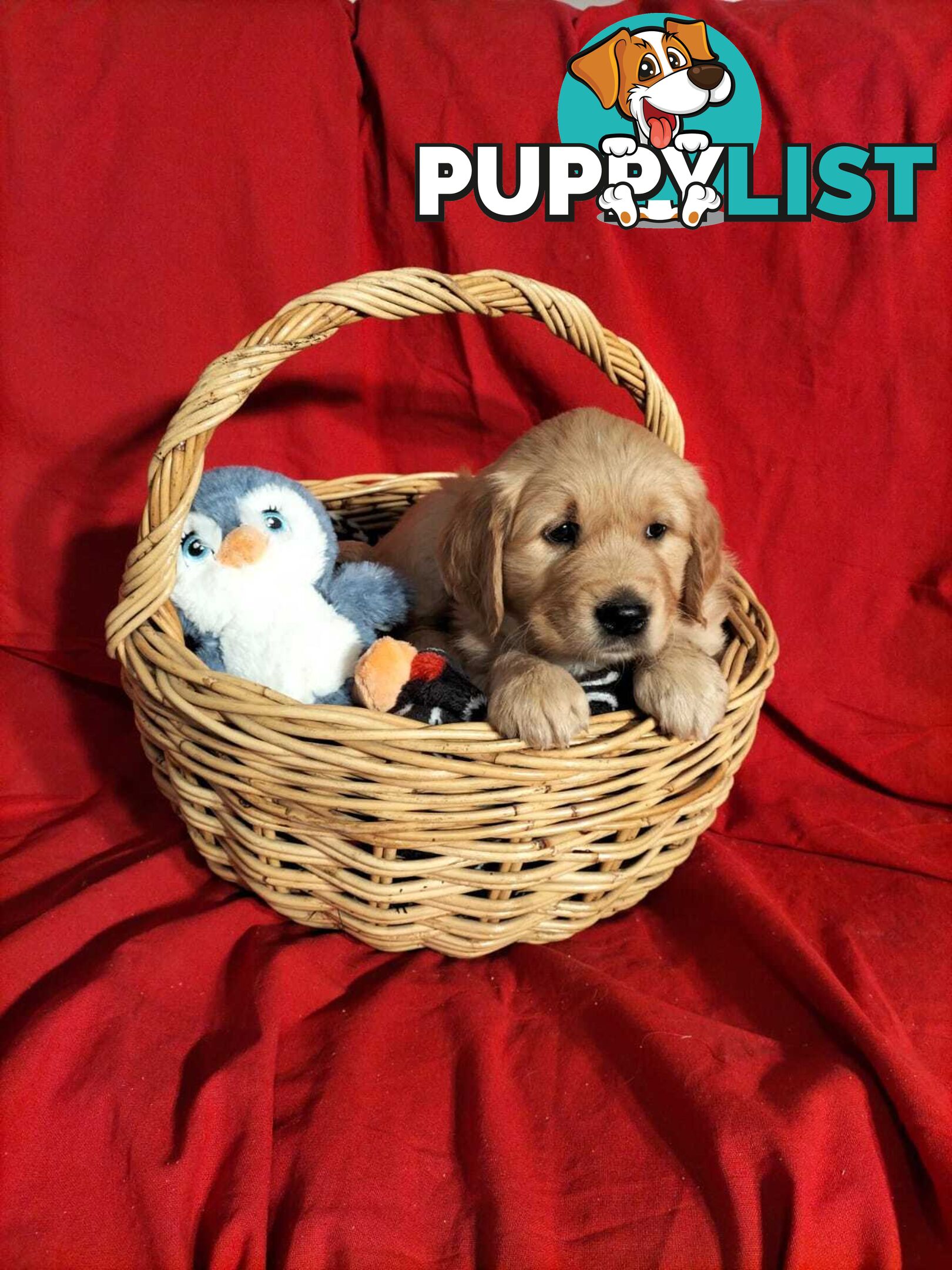 100% Purebred gold retriever