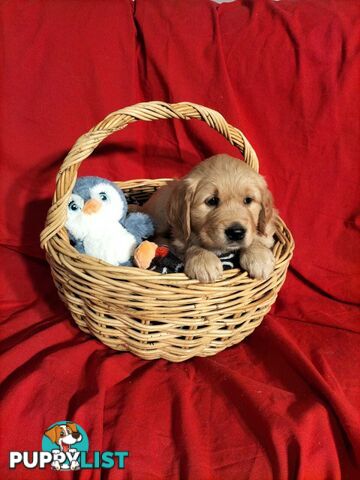 100% Purebred gold retriever