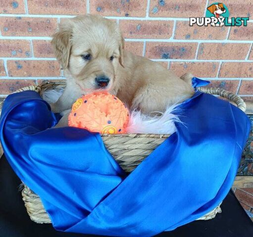 100% Purebred gold retriever