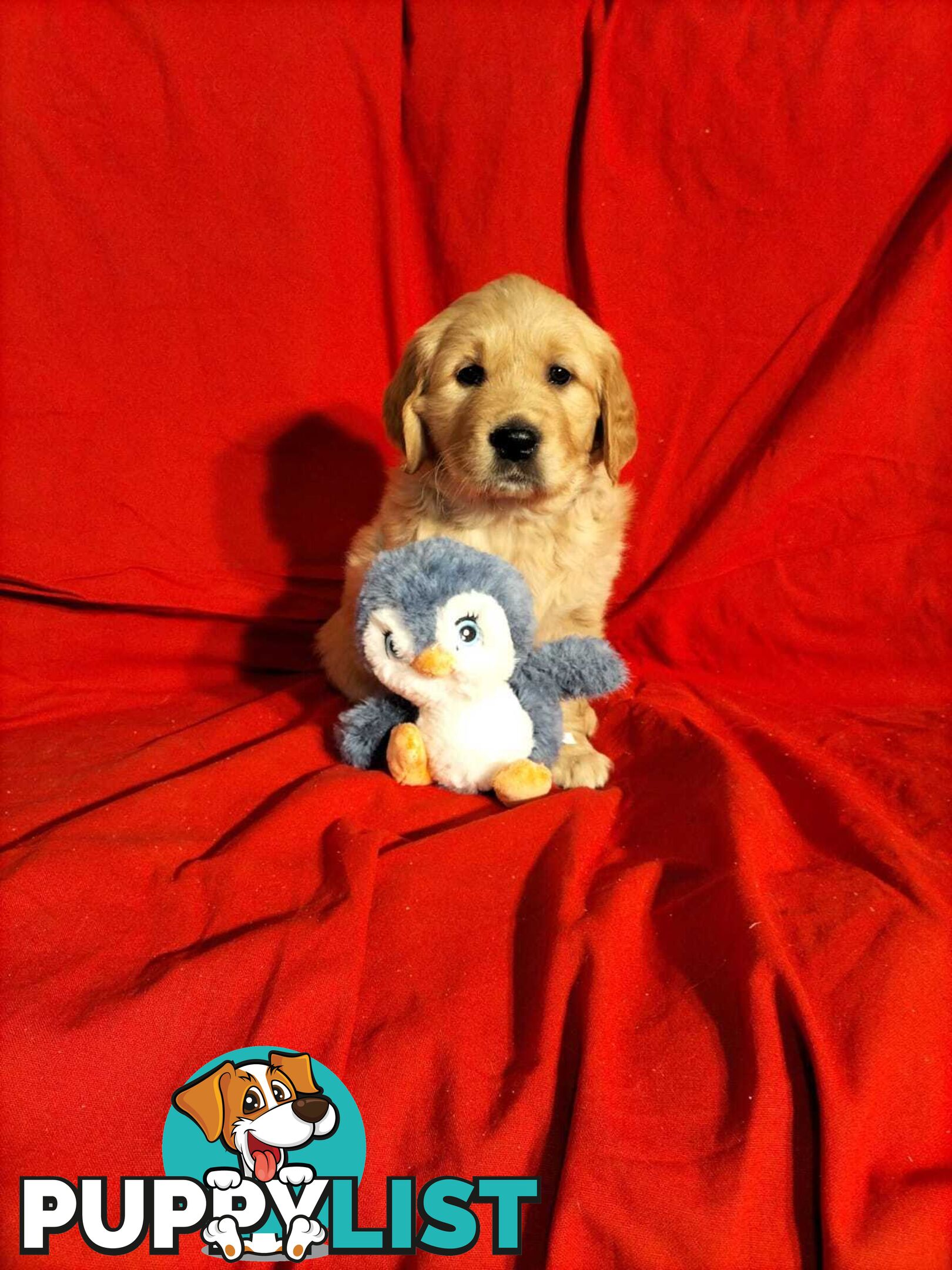 100% Purebred gold retriever