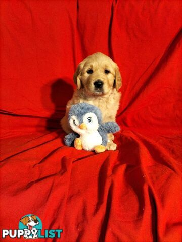 100% Purebred gold retriever
