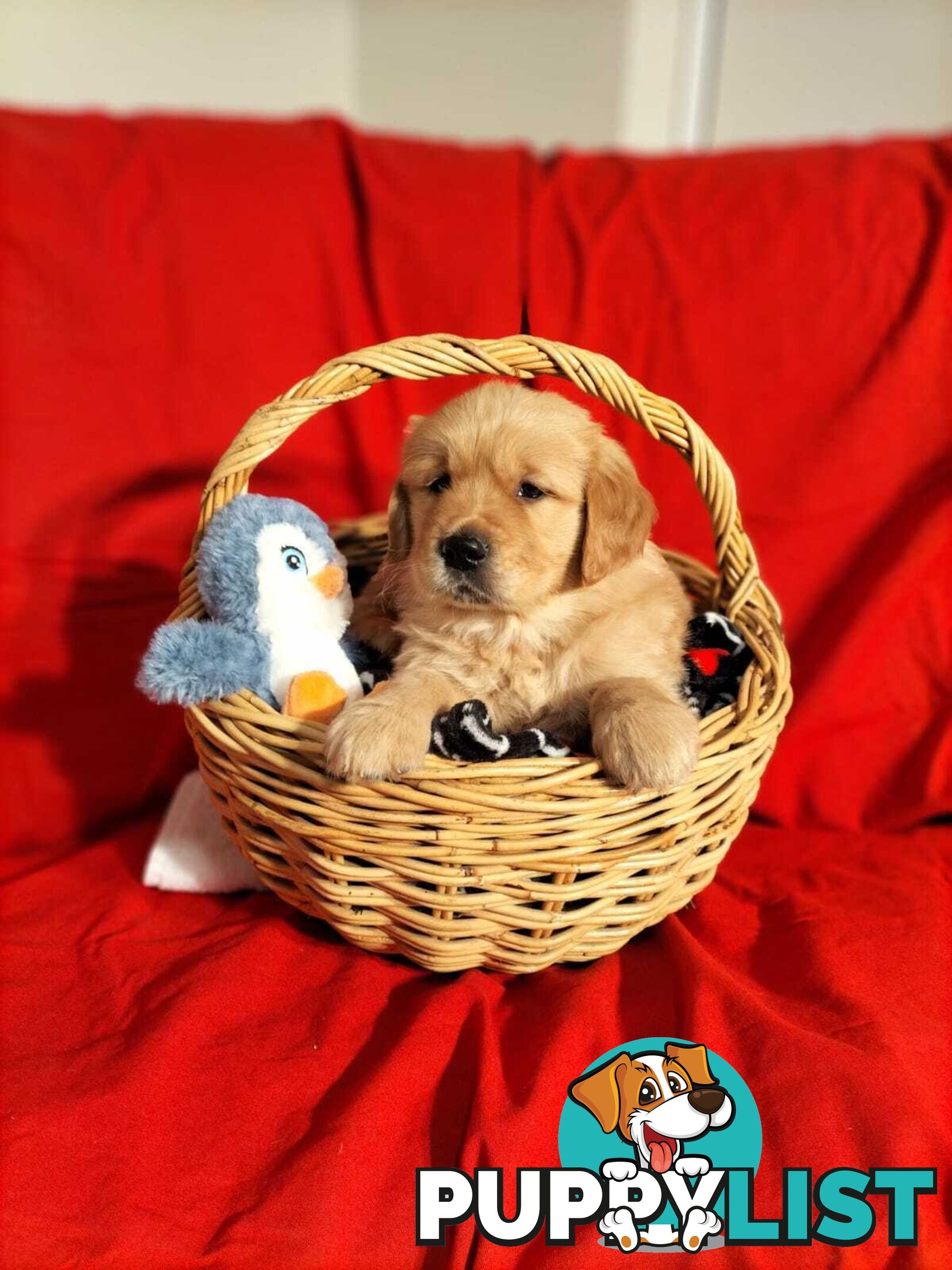 100% Purebred gold retriever