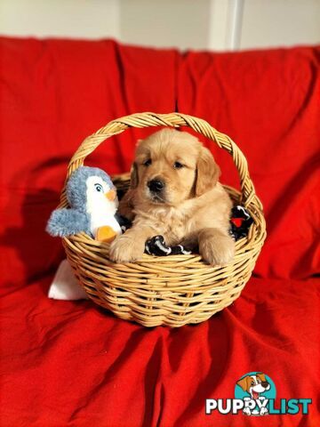 100% Purebred gold retriever