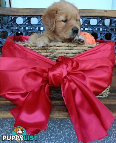 100% Purebred gold retriever
