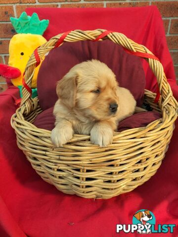 100% Purebred gold retriever
