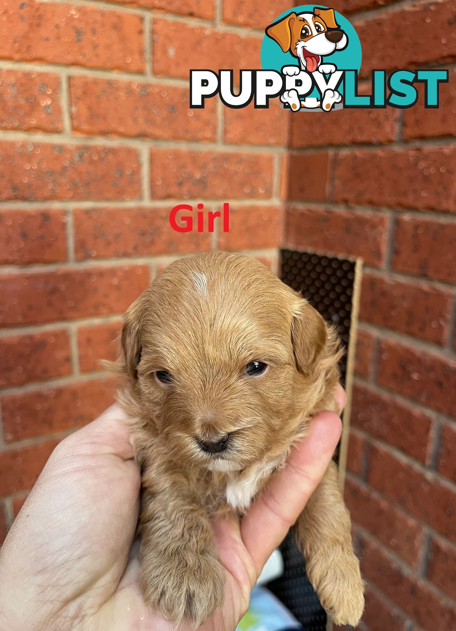 4 Maltese Shih Tzu x Toy Poodle (Shmoodle) Puppies