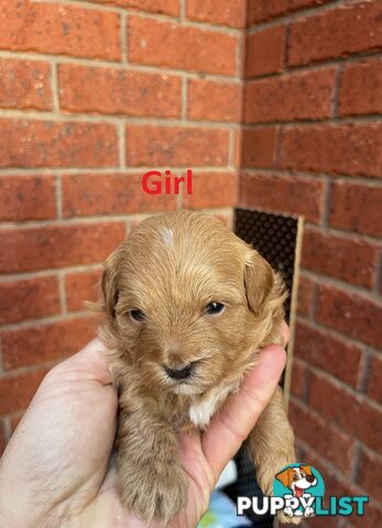 4 Maltese Shih Tzu x Toy Poodle (Shmoodle) Puppies