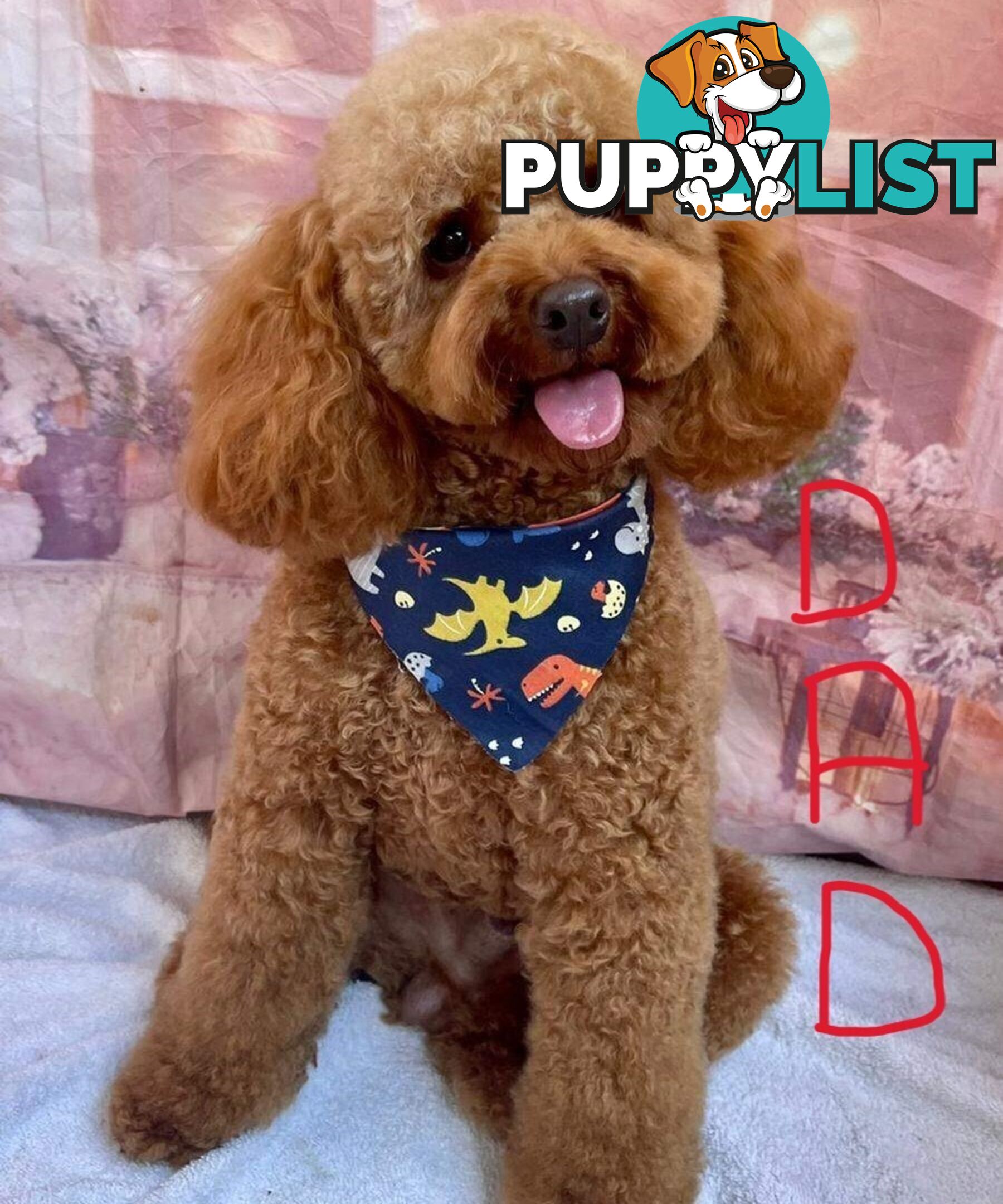 4 Maltese Shih Tzu x Toy Poodle (Shmoodle) Puppies