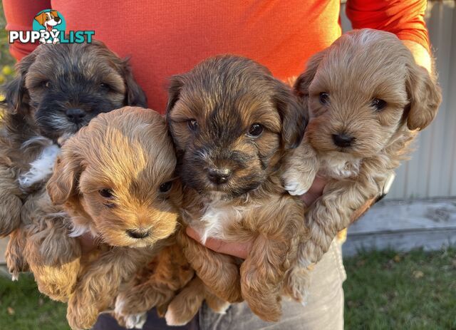 4 Maltese Shih Tzu x Toy Poodle (Shmoodle) Non-Shedding Puppies