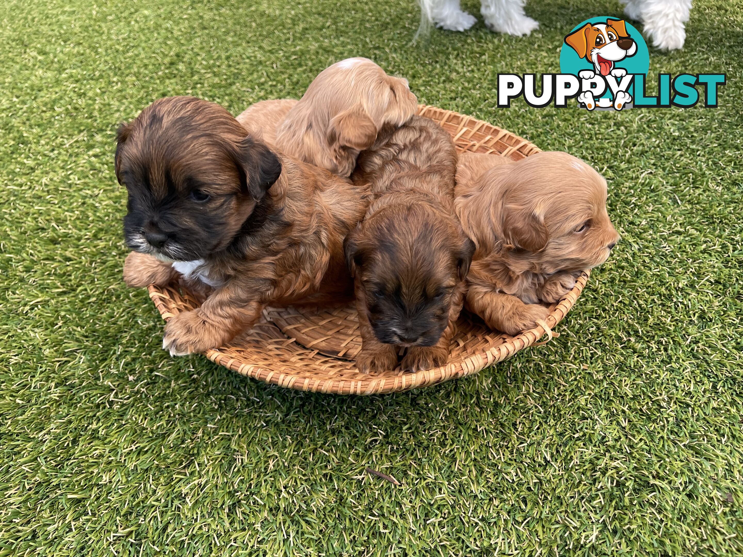 4 Maltese Shih Tzu x Toy Poodle (Shmoodle) Puppies
