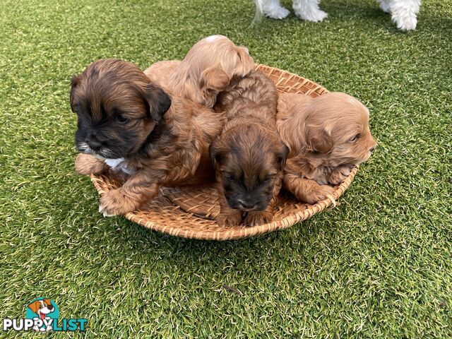 4 Maltese Shih Tzu x Toy Poodle (Shmoodle) Puppies