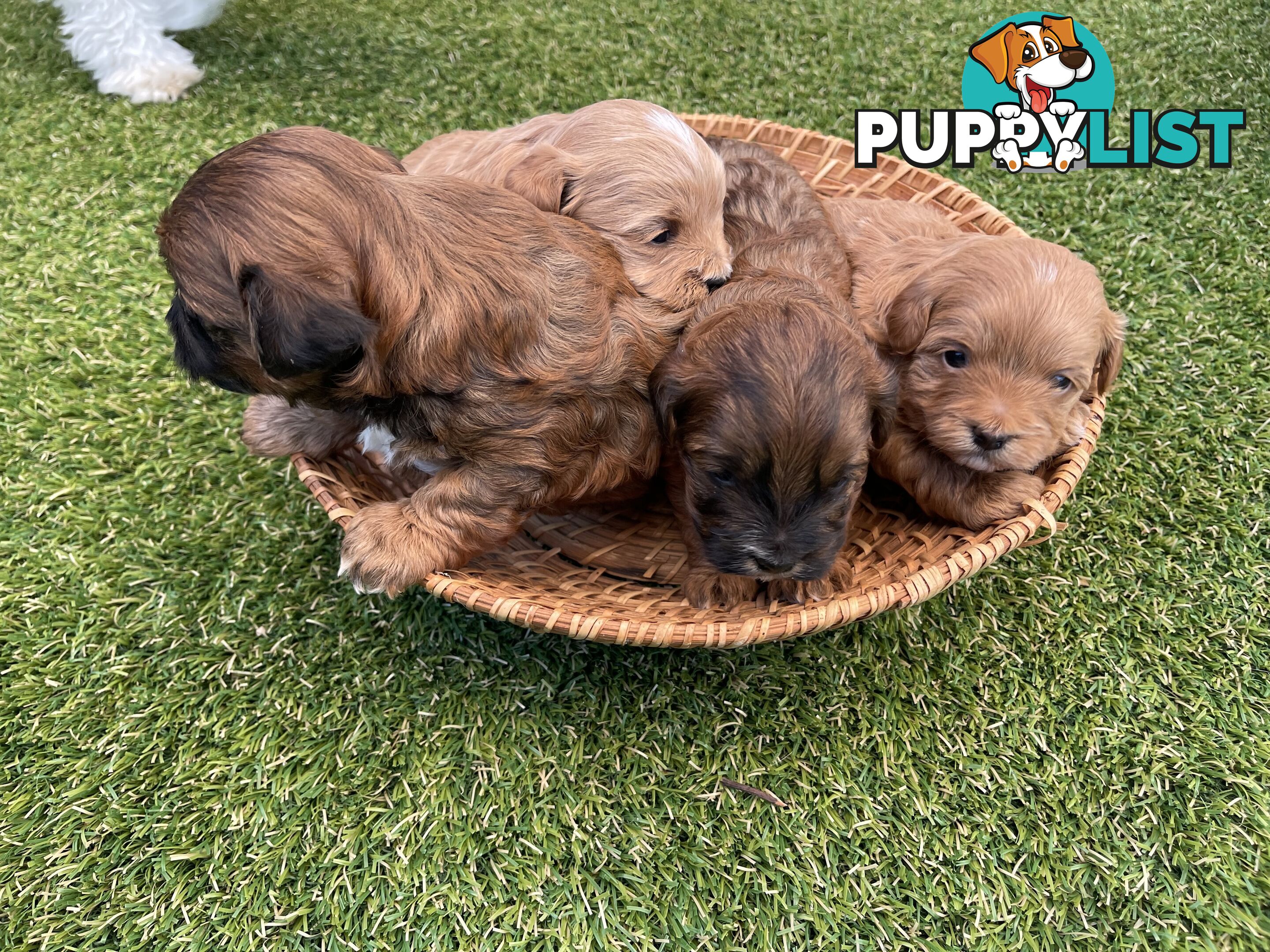 4 Maltese Shih Tzu x Toy Poodle (Shmoodle) Puppies