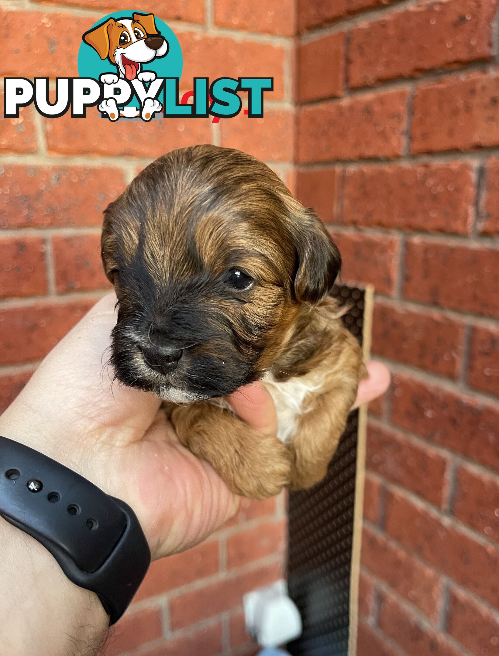 4 Maltese Shih Tzu x Toy Poodle (Shmoodle) Puppies