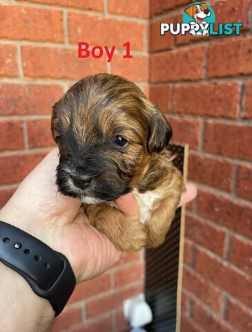 4 Maltese Shih Tzu x Toy Poodle (Shmoodle) Puppies