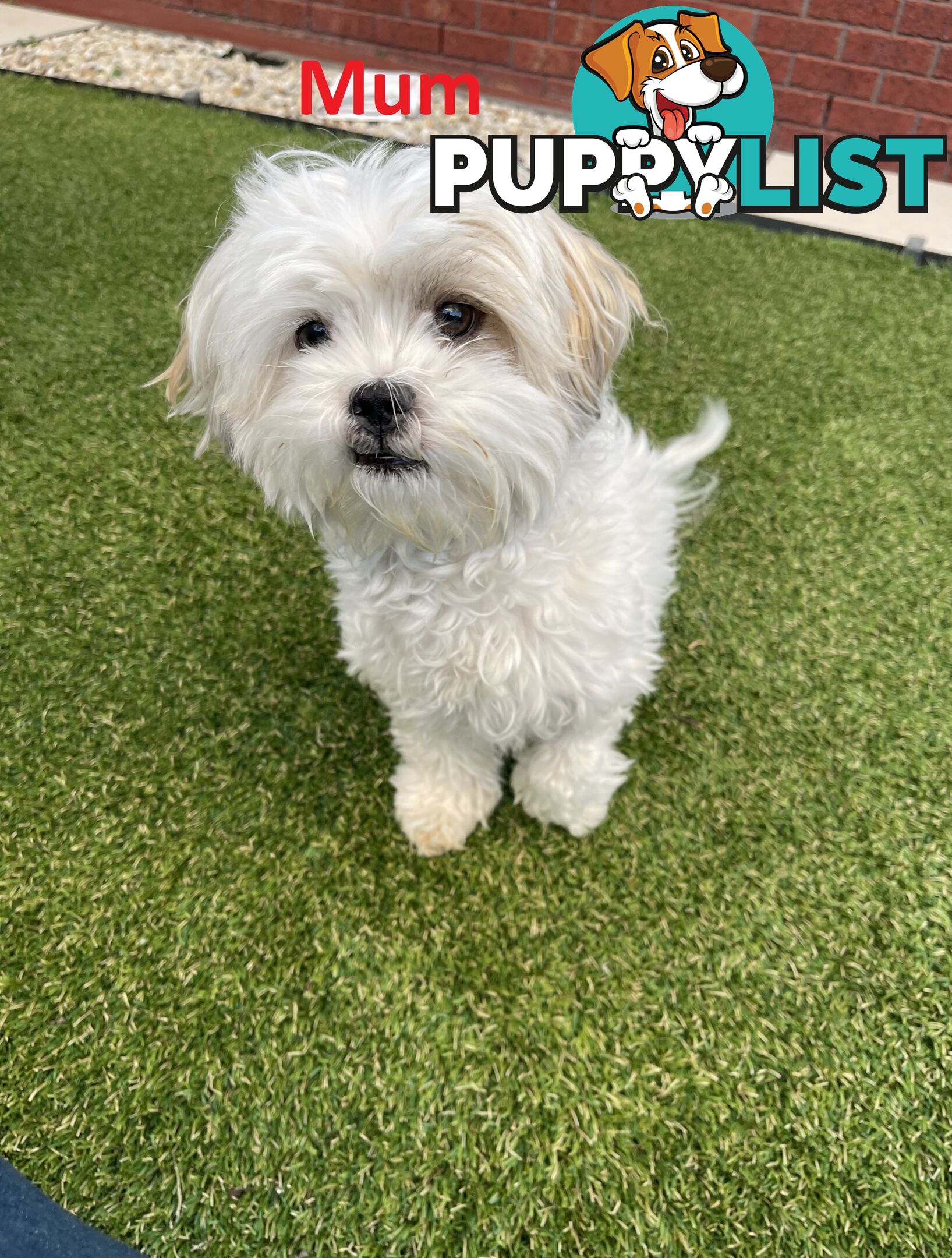 4 Maltese Shih Tzu x Toy Poodle (Shmoodle) Puppies