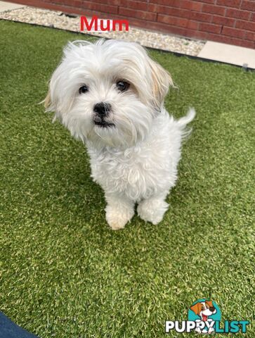 4 Maltese Shih Tzu x Toy Poodle (Shmoodle) Puppies
