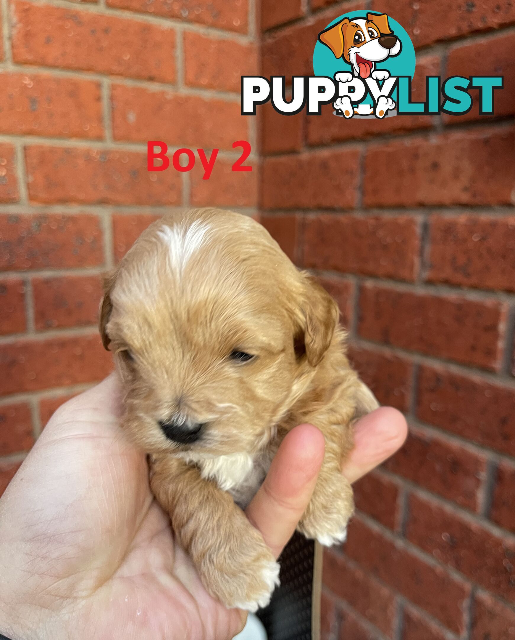 4 Maltese Shih Tzu x Toy Poodle (Shmoodle) Puppies