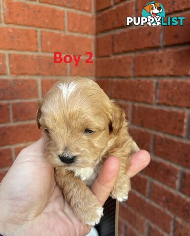 4 Maltese Shih Tzu x Toy Poodle (Shmoodle) Puppies