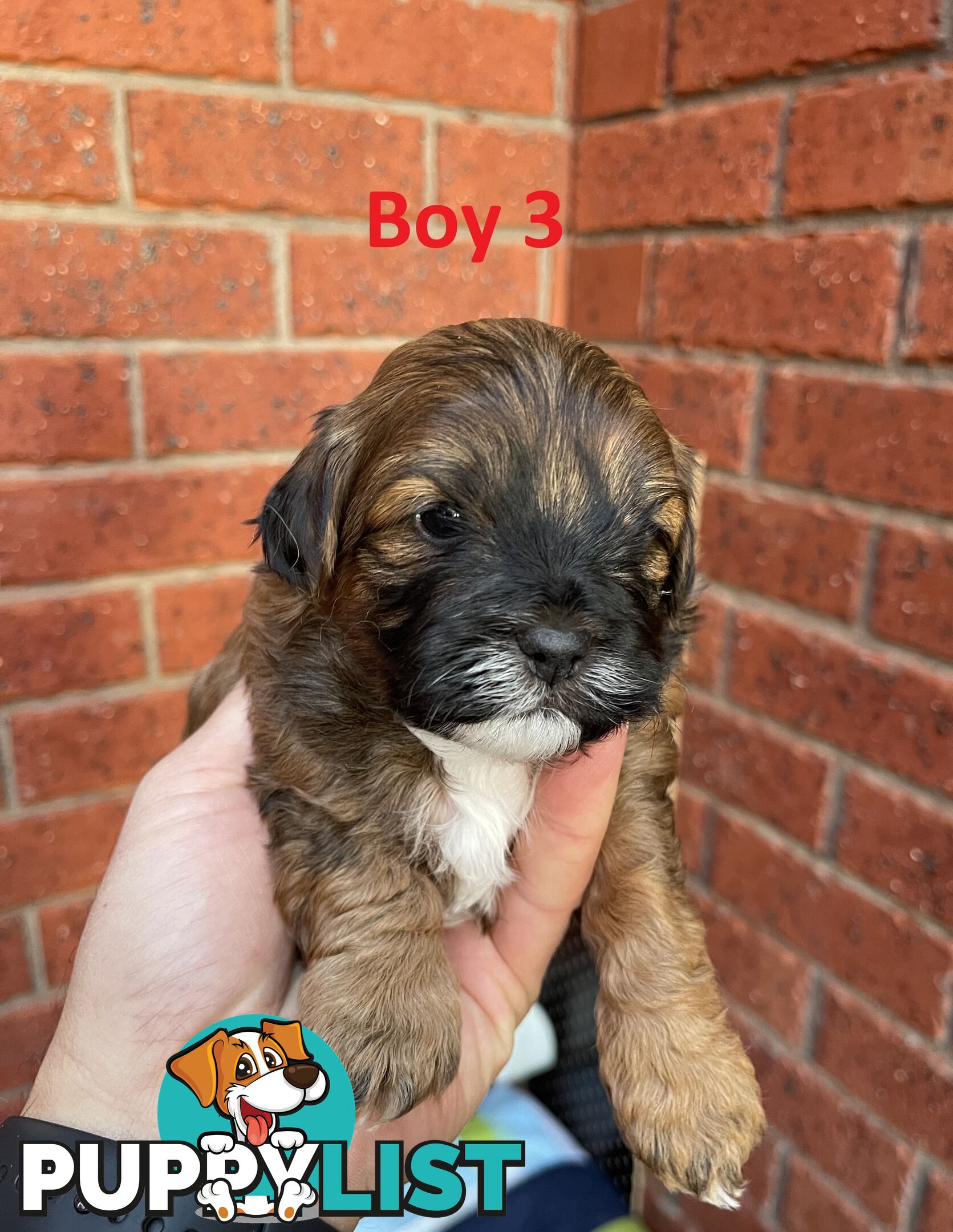 4 Maltese Shih Tzu x Toy Poodle (Shmoodle) Puppies