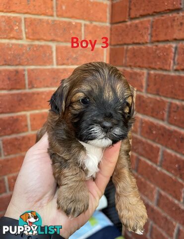 4 Maltese Shih Tzu x Toy Poodle (Shmoodle) Puppies