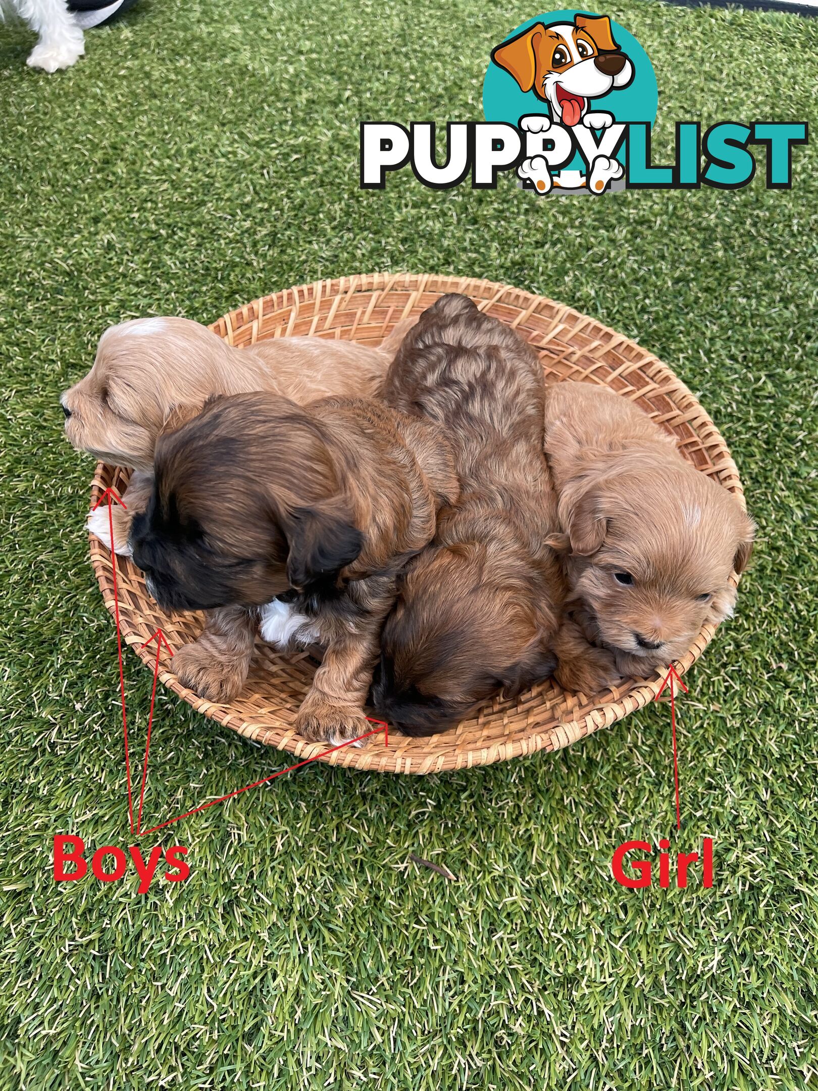 4 Maltese Shih Tzu x Toy Poodle (Shmoodle) Puppies