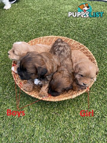 4 Maltese Shih Tzu x Toy Poodle (Shmoodle) Puppies
