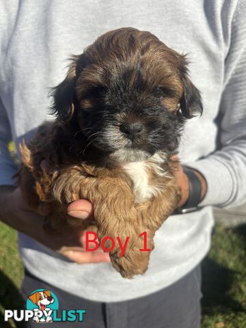4 Maltese Shih Tzu x Toy Poodle (Shmoodle) Non-Shedding Puppies
