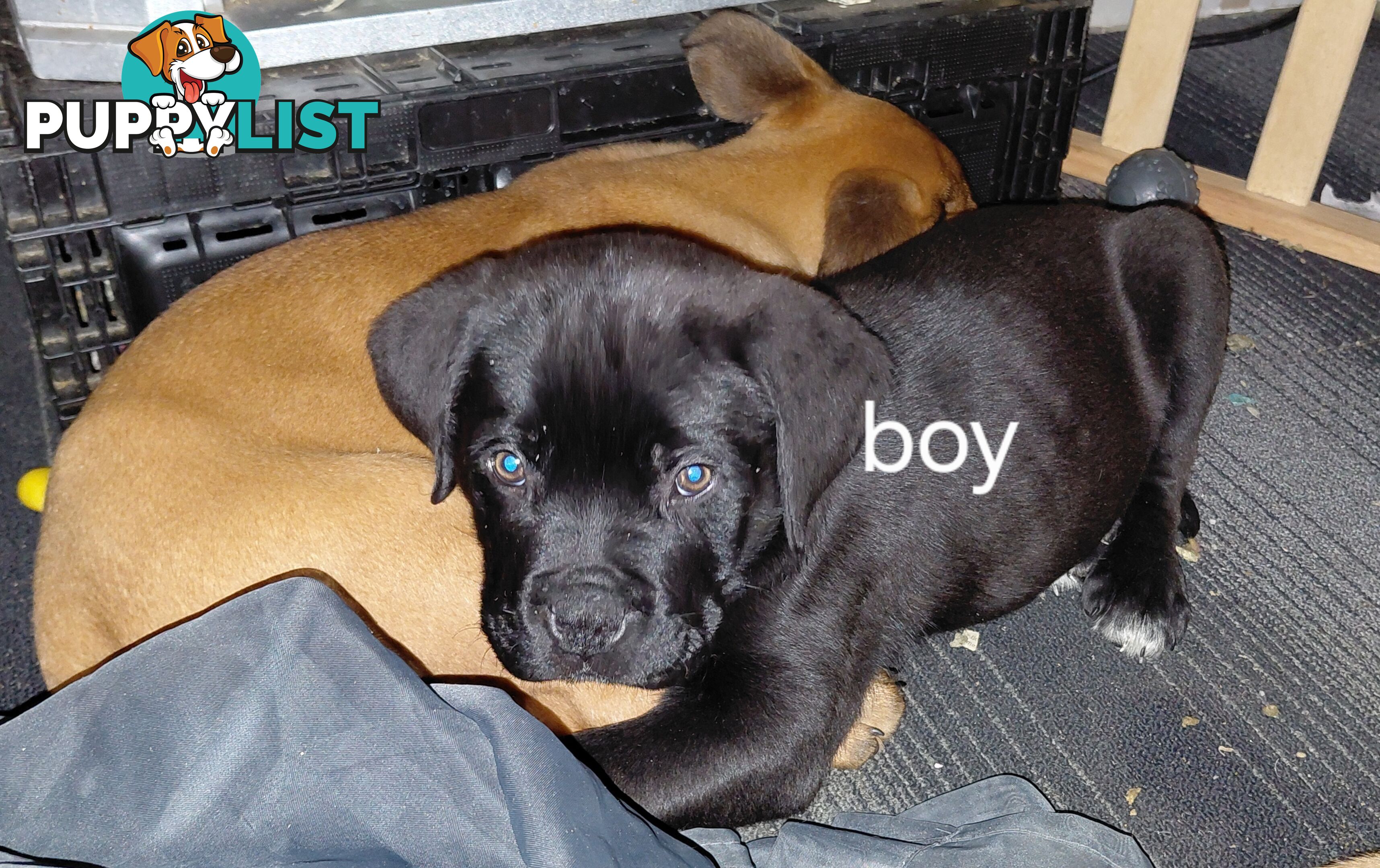 Mastiff puppies