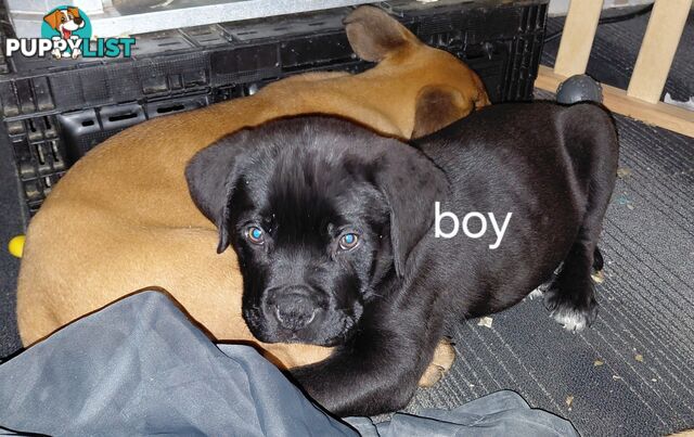 Mastiff puppies