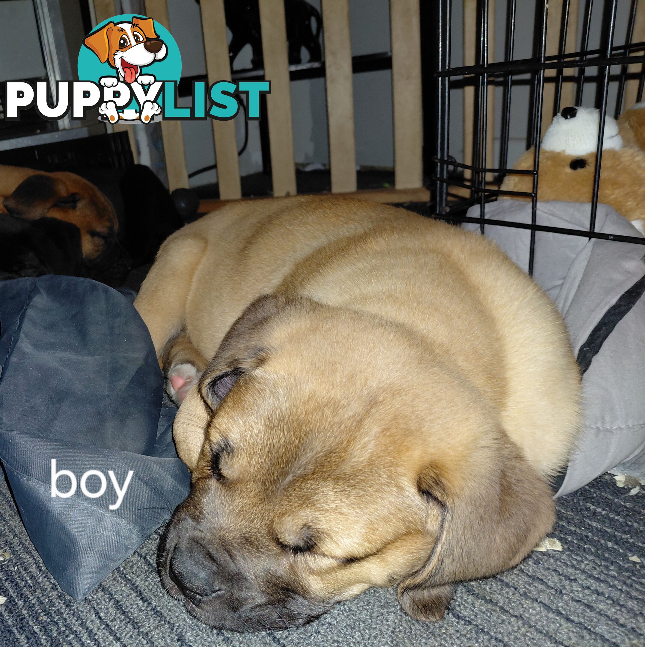 Mastiff puppies