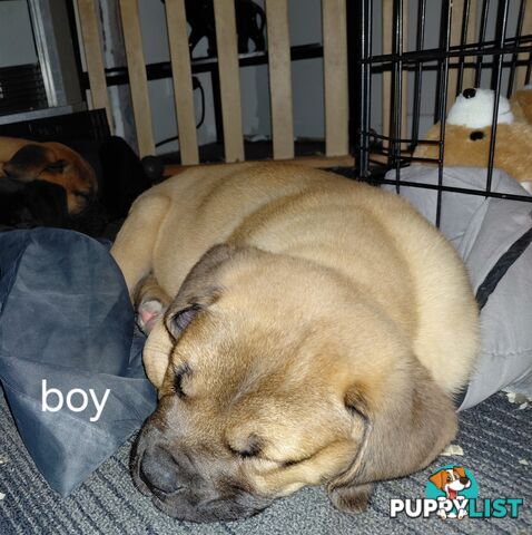 Mastiff puppies