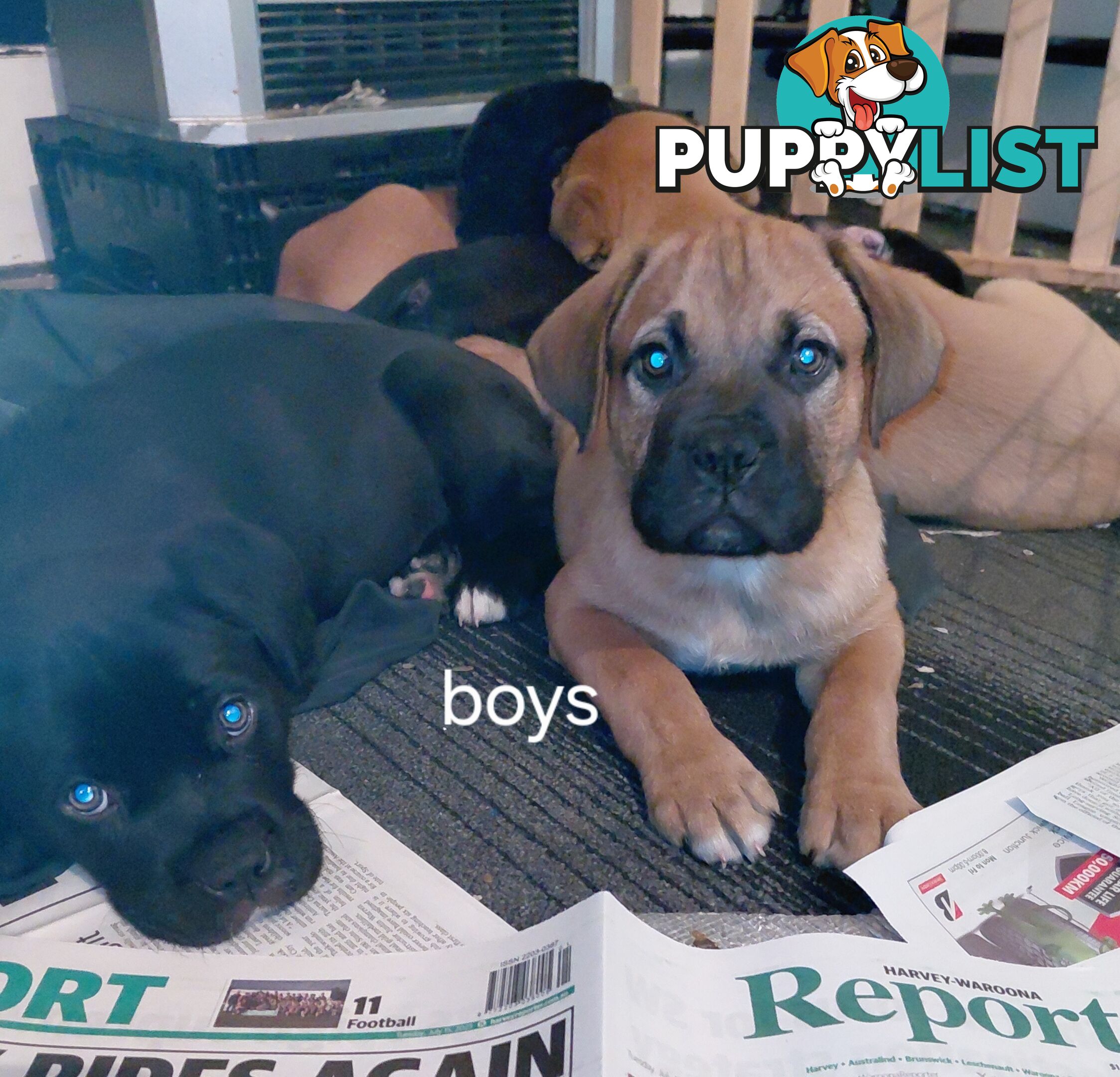 Mastiff puppies