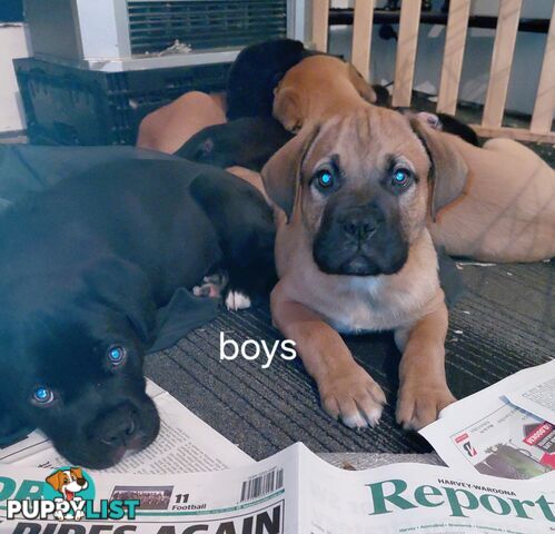 Mastiff puppies