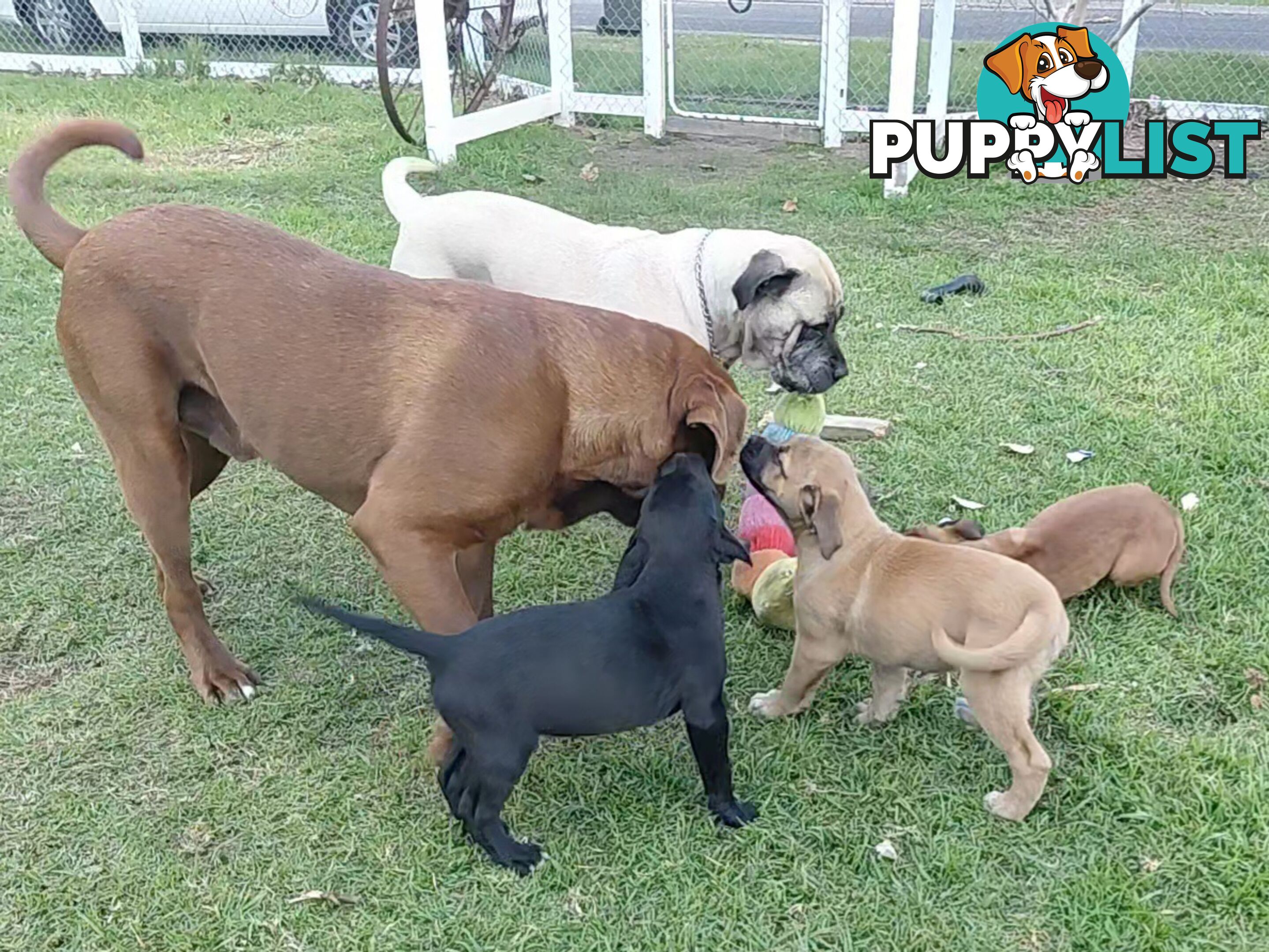 Mastiff puppies