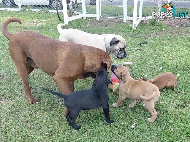 Mastiff puppies