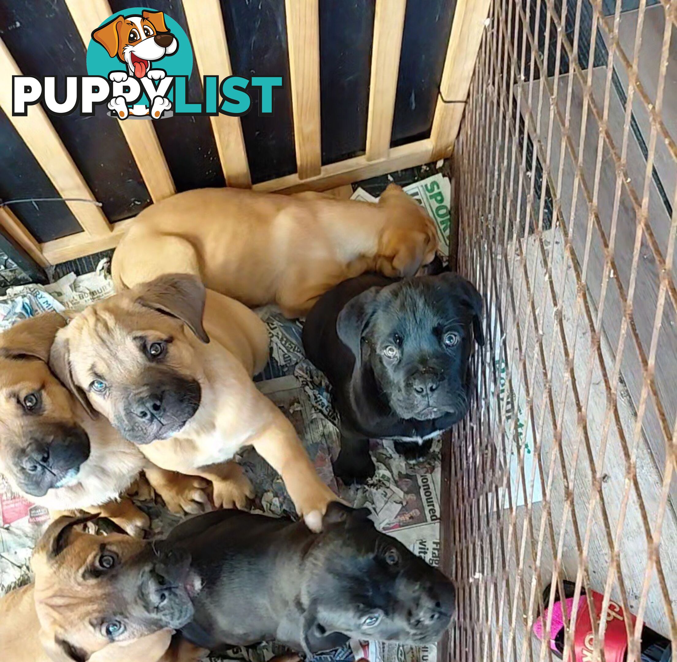 Mastiff puppies