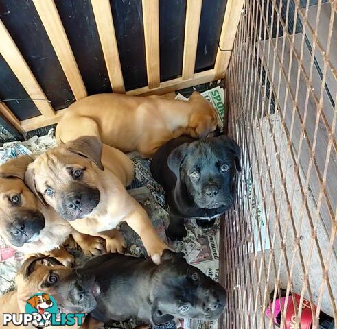 Mastiff puppies