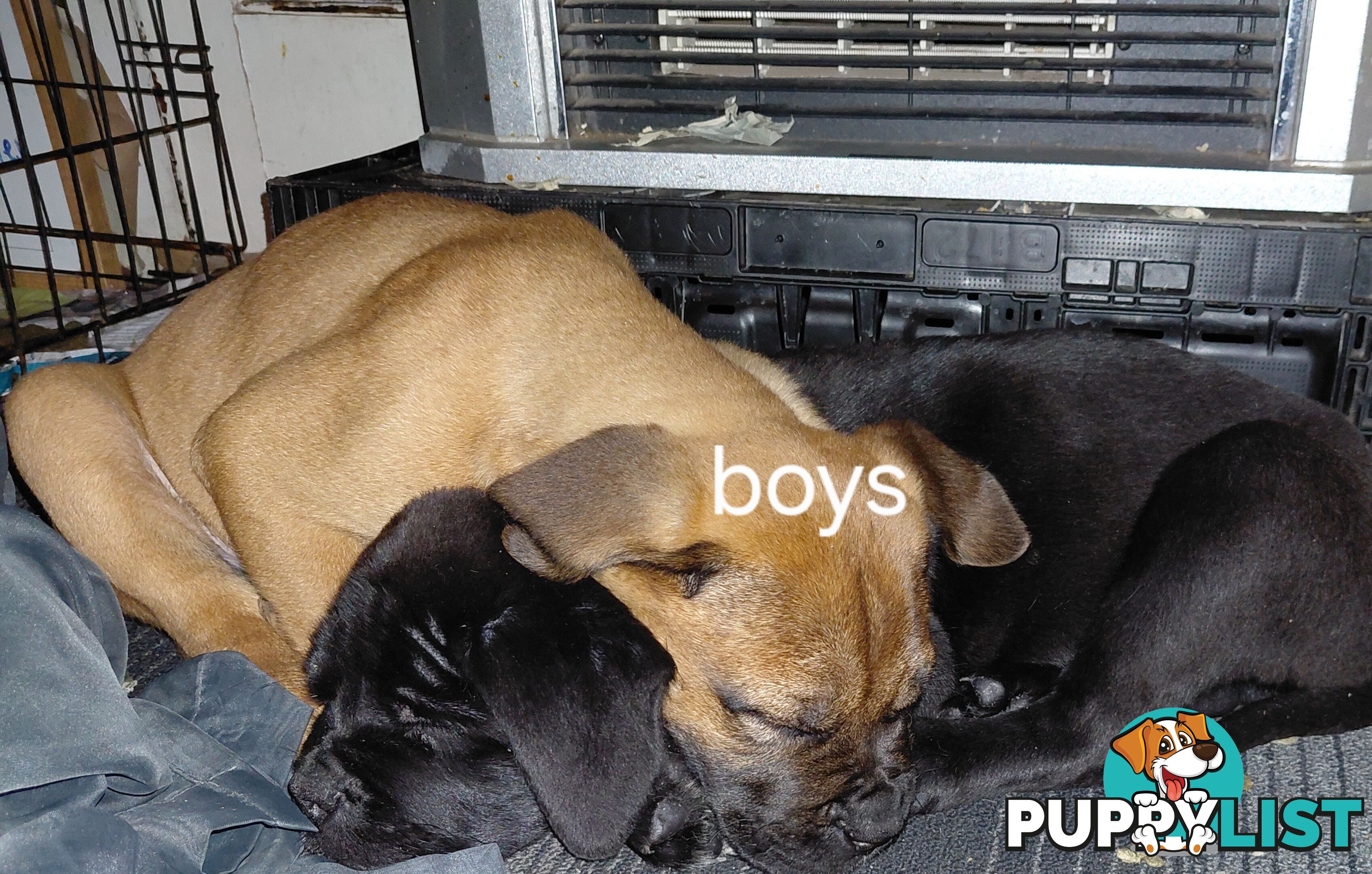 Mastiff puppies