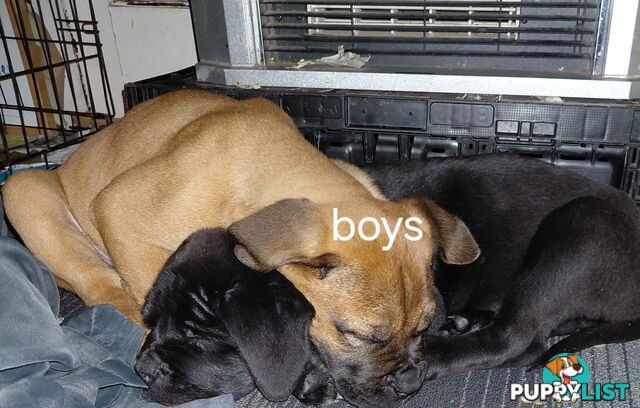 Mastiff puppies