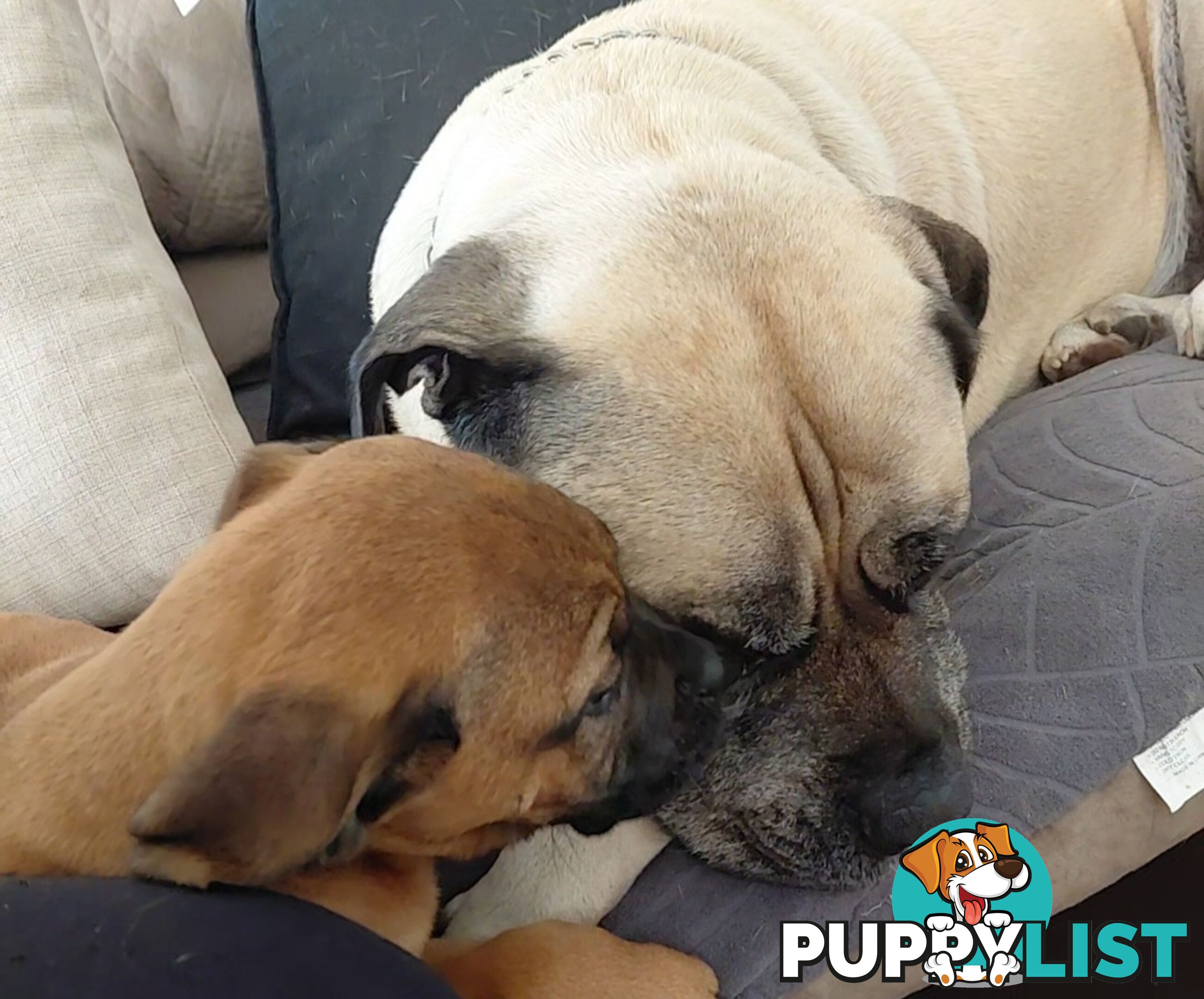 Mastiff puppies